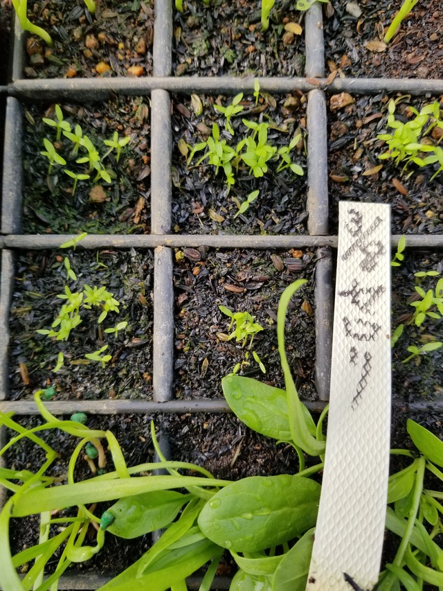 20200326_091607_copy_3024x4032