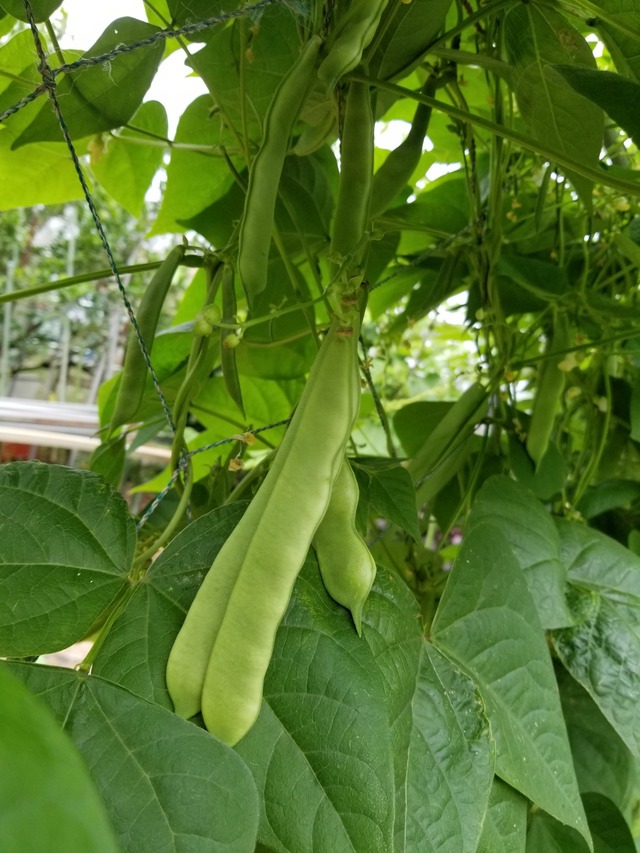 インゲン豆を収穫した のじさんの徒然草 インゲン豆を収穫した のじさんの徒然草