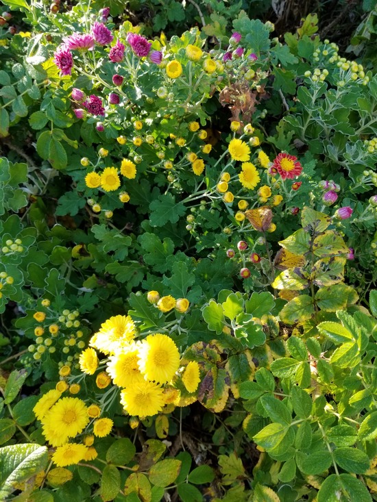 20191106_072427-1620x2160