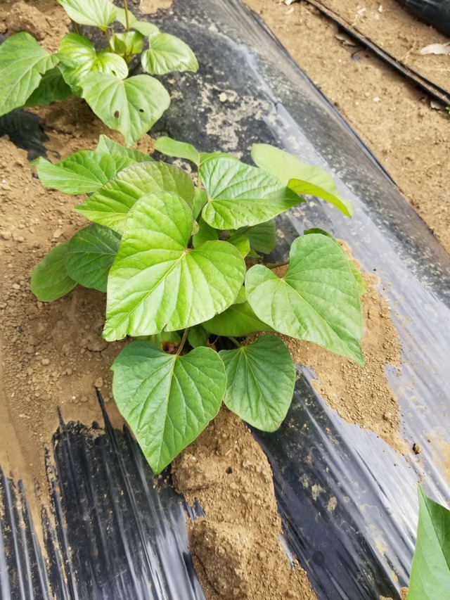 20210531_080851_copy_2268x3024