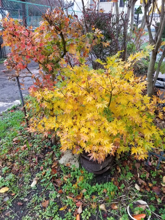 20191126_090054-1620x2160