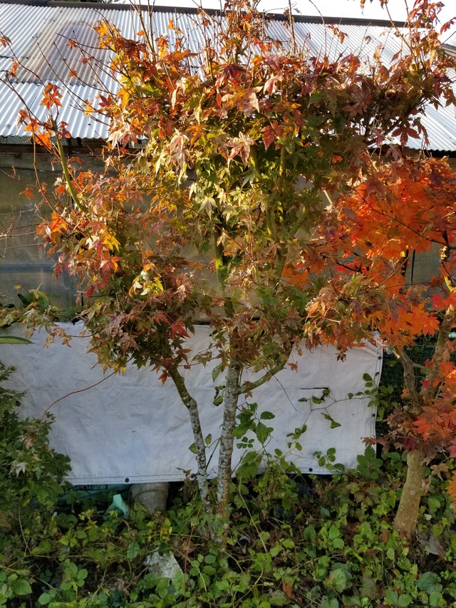 20201117_073336_copy_2268x3024