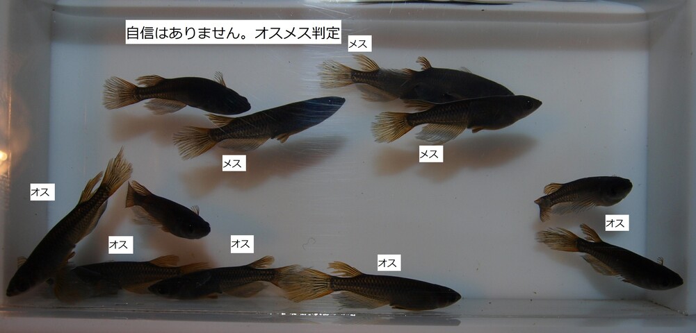 サタンヒレ長黄タイプ 来年度の種魚を導入した のじさんの徒然草