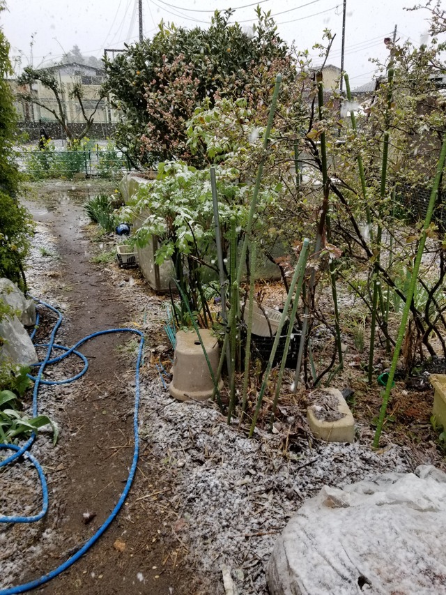 20200329_112205_copy_2268x3024