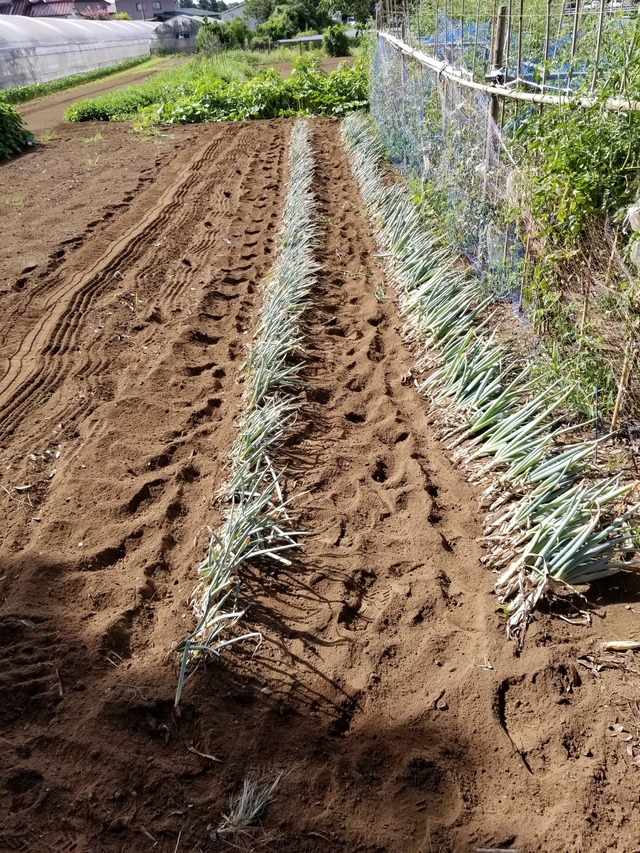 20230812_084518_copy_1512x2016