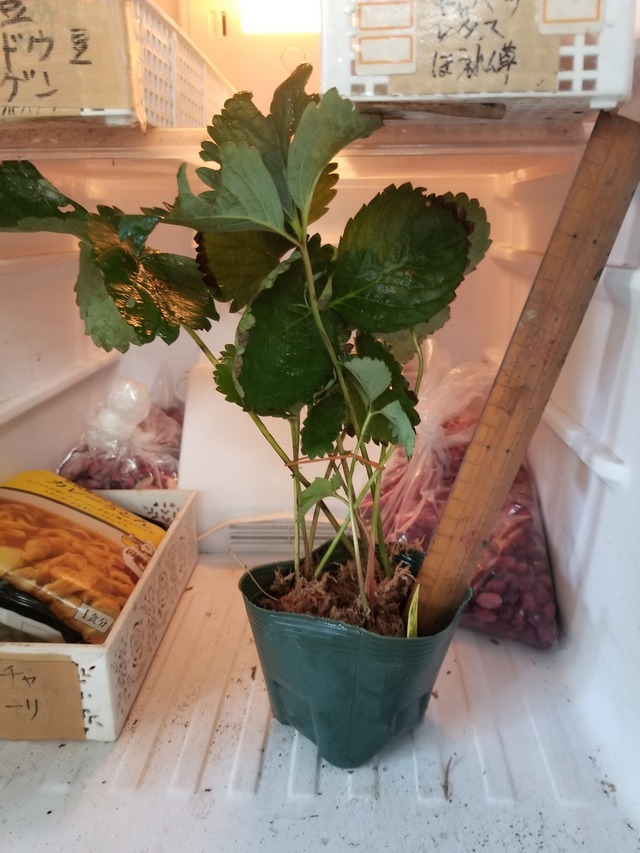 20230814_082344_copy_1512x2016