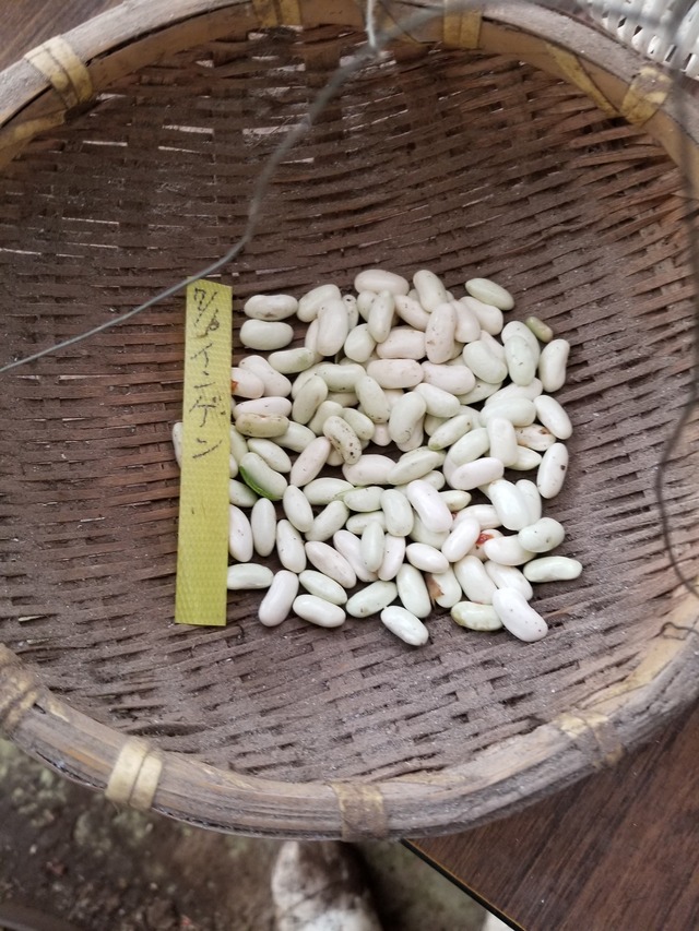 20200706_081419_copy_3024x4032