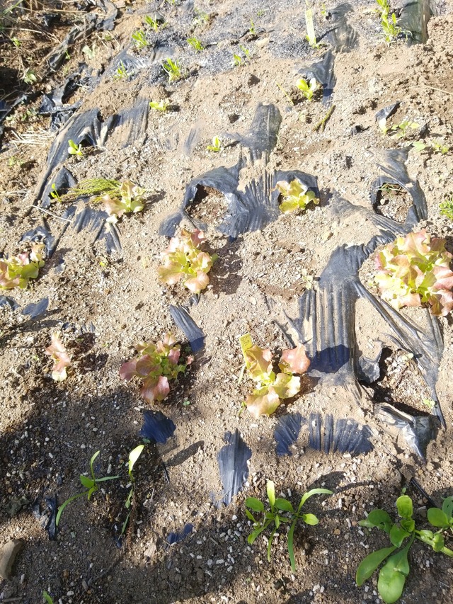 IMG_20231024_103607_copy_1512x2016