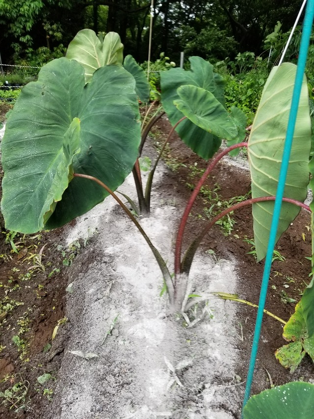 20210604_151610_copy_2268x3024