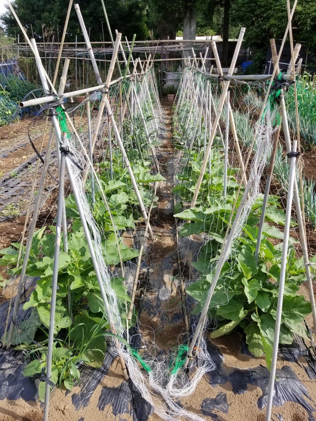 20210617_074649_copy_2268x3024