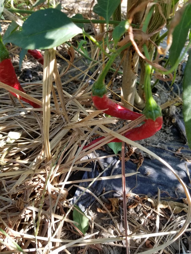 20200822_141607_copy_2268x3024