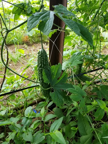 20190731_085044-1620x2160