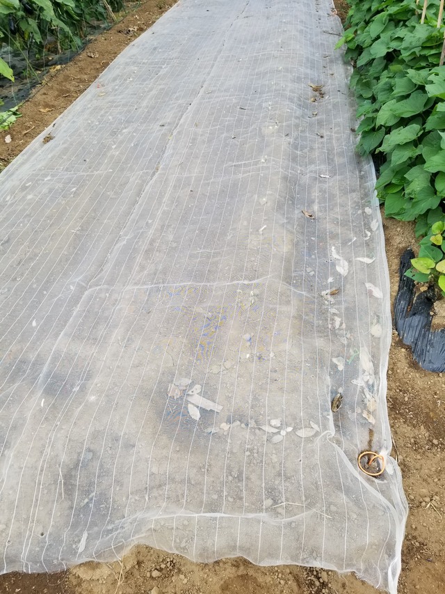 20230709_074000_copy_1512x2016