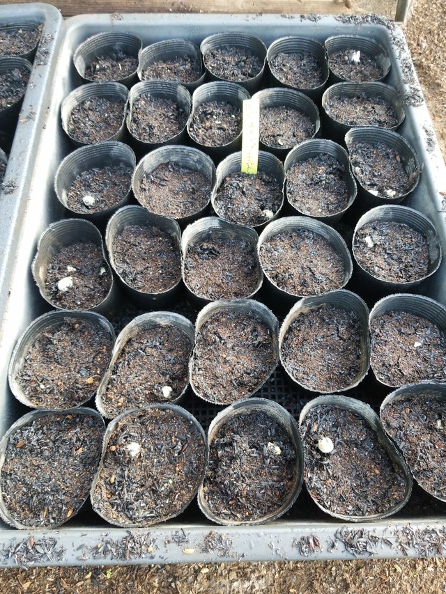 IMG_20231101_073752_DRO_copy_1512x2016