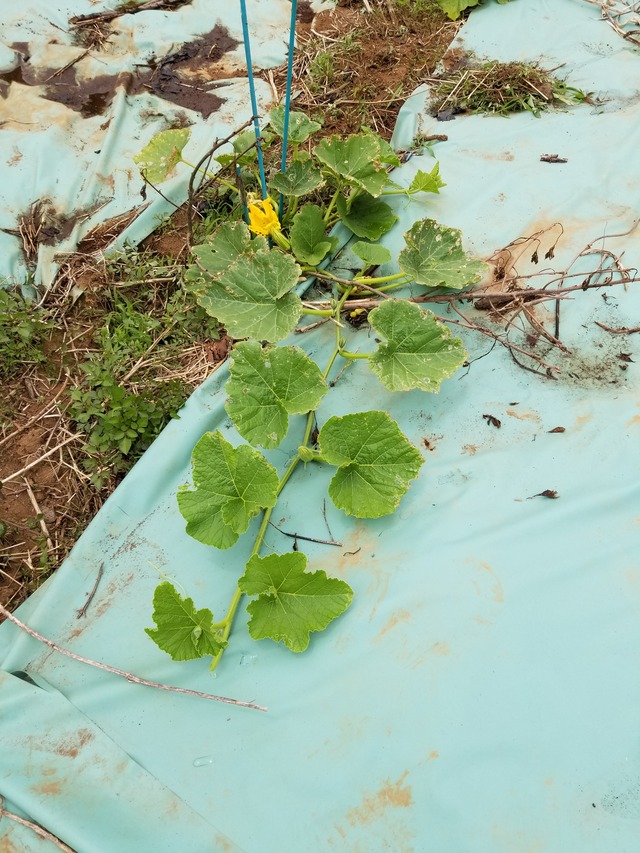 女化の畑に行った カボチャの芯止め のじさんの徒然草