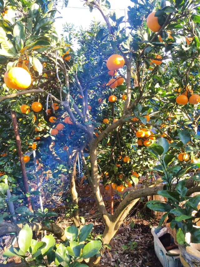 IMG_20231108_141038_DRO_copy_1512x2016