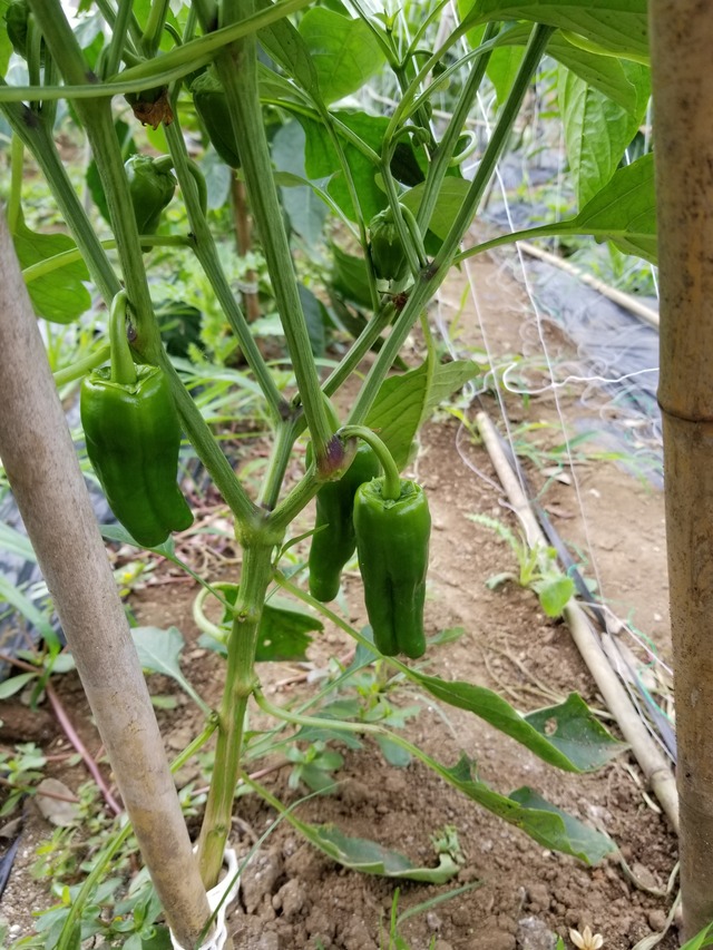 20210625_085234_copy_2268x3024