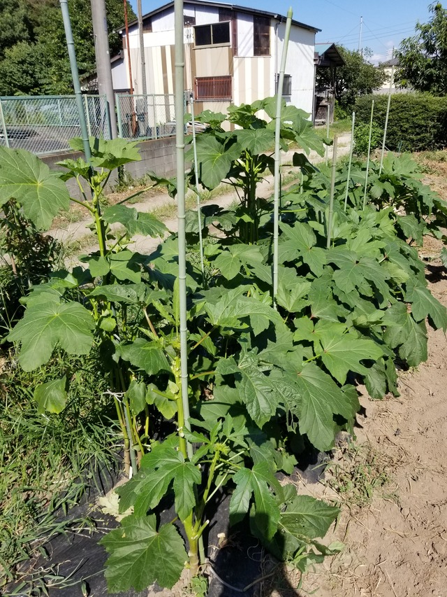 20210725_144012_copy_2268x3024