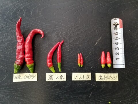 島唐辛子とプリッキーヌ 辛さの単位 スコヴィル値とは のじさんの徒然草