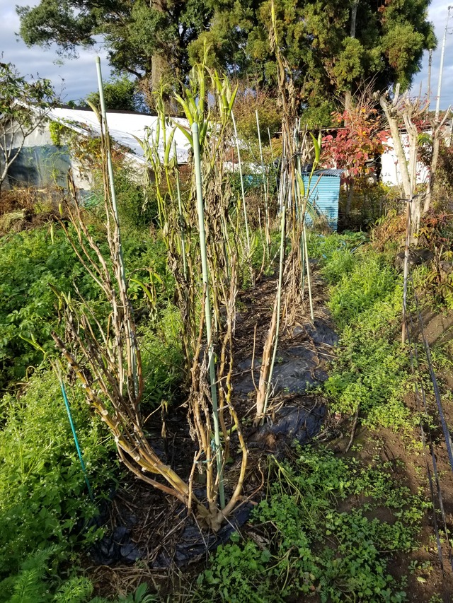 20211110_075038_copy_2268x3024