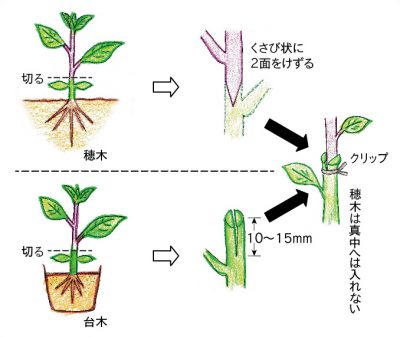 ナスの台木を蒔いた のじさんの徒然草