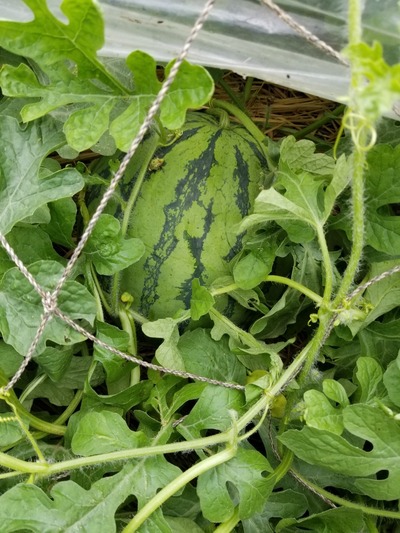 20190627_090054-831x1108