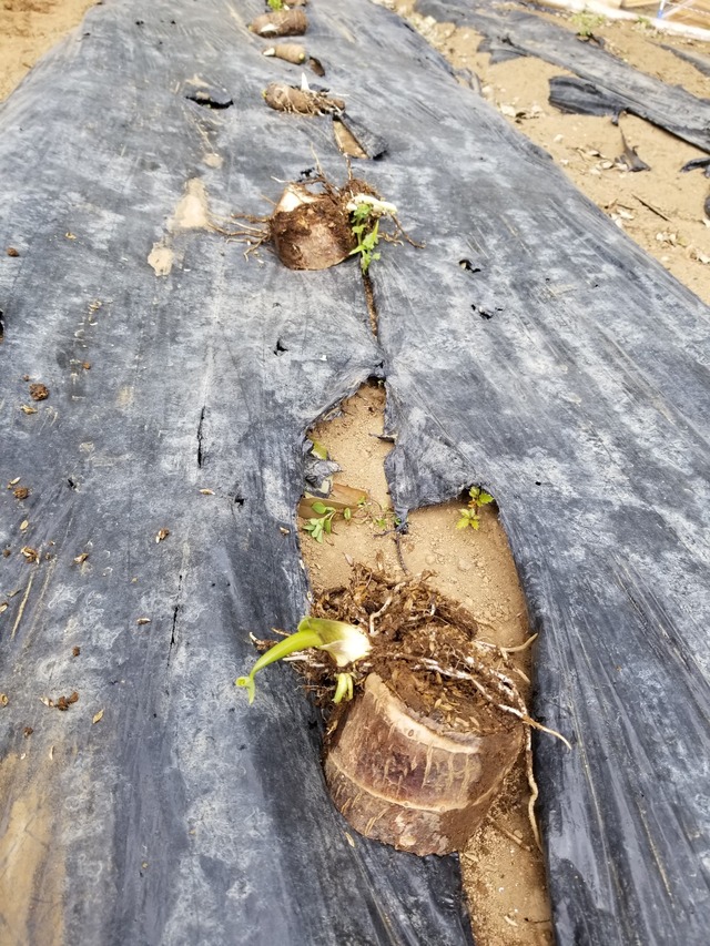 20230425_104647_copy_1512x2016