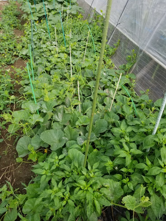 20230709_075022_copy_1512x2016