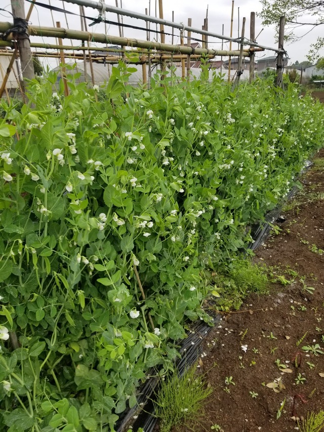 20230426_075337_copy_1512x2016