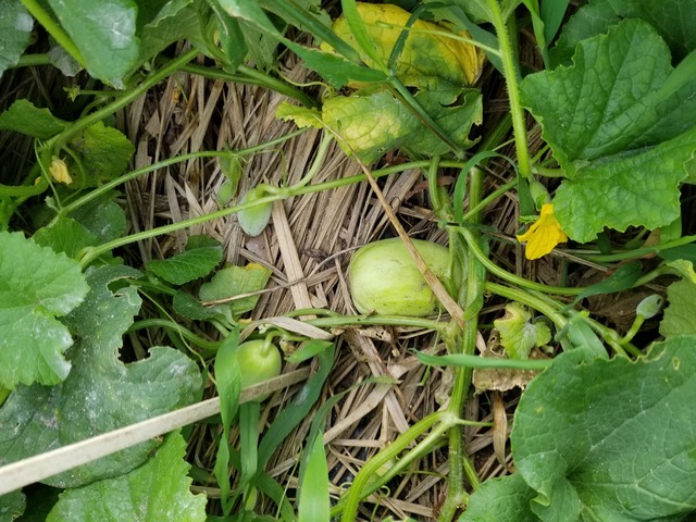 20230709_075216_copy_2016x1512