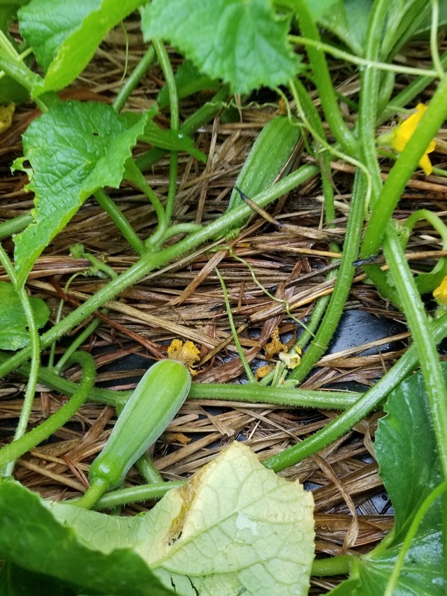 20210629_082314_copy_2268x3024