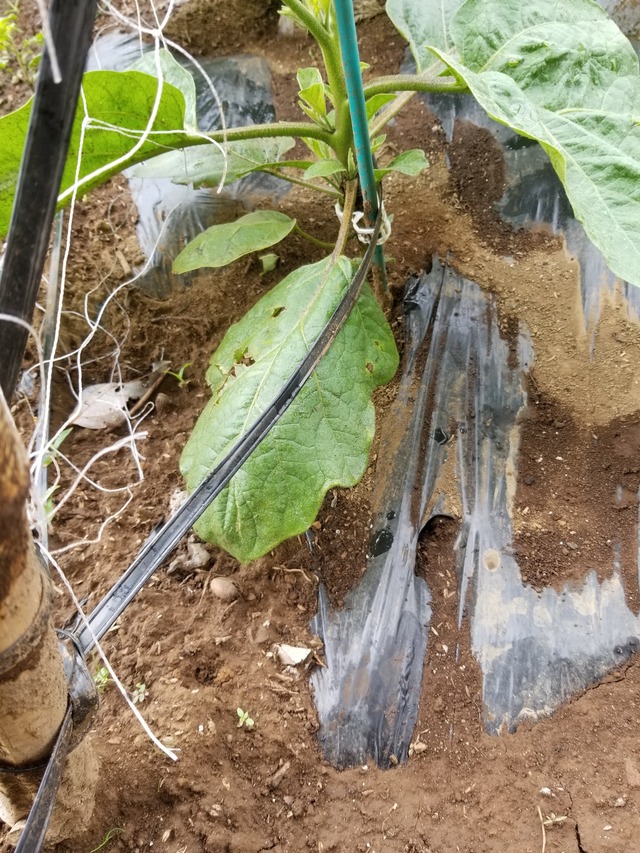 20200601_090238_copy_2268x3024