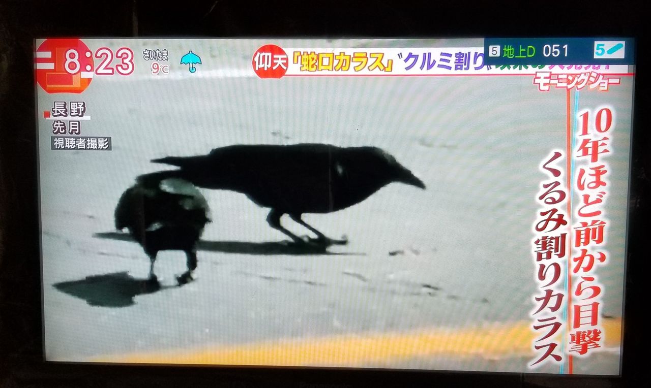 カラスの頭の良さ のじさんの徒然草 カラスの頭の良さ のじさんの徒然草
