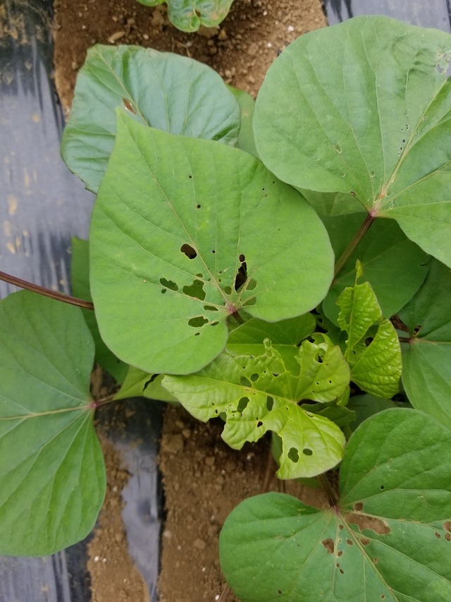 20210607_085606_copy_2268x3024