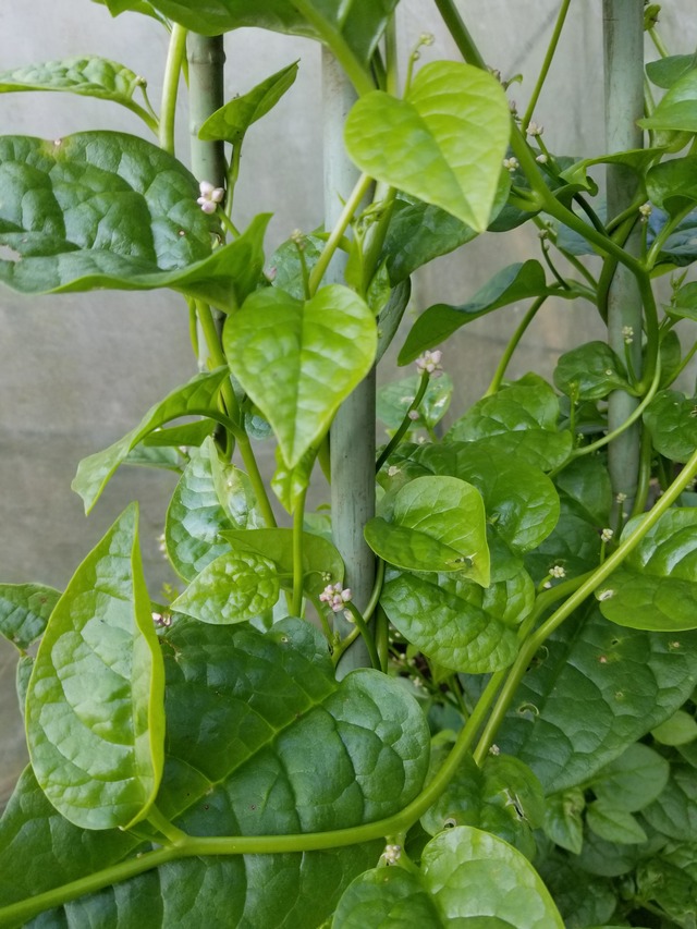 20201029_080340_copy_2268x3024
