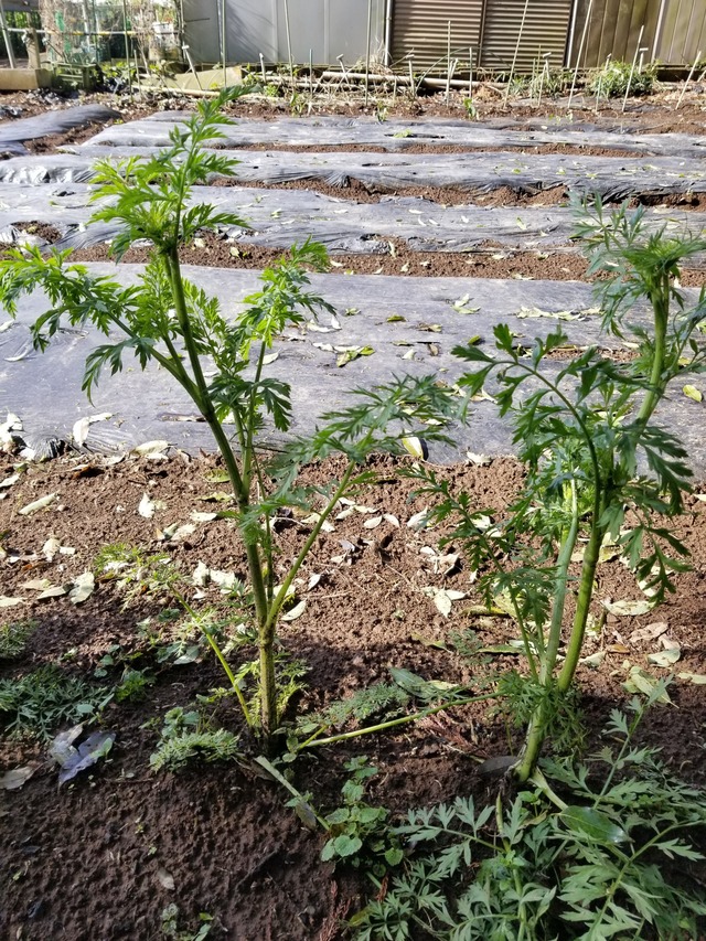 20230417_075941_copy_1512x2016