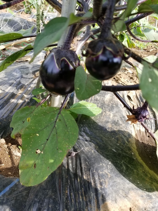 20210617_074730_copy_2268x3024