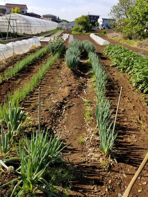 坊主知らずネギの移植 のじさんの徒然草