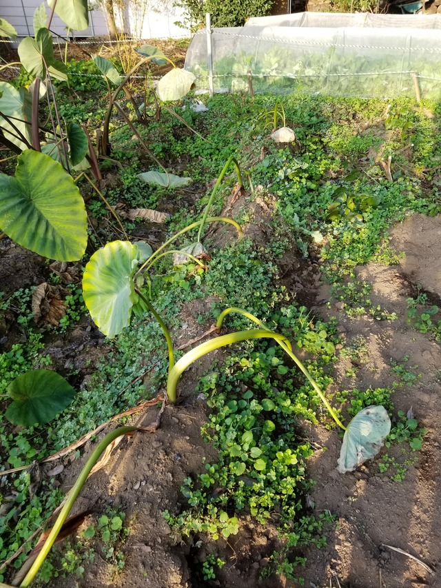 20201118_072812_copy_2268x3024