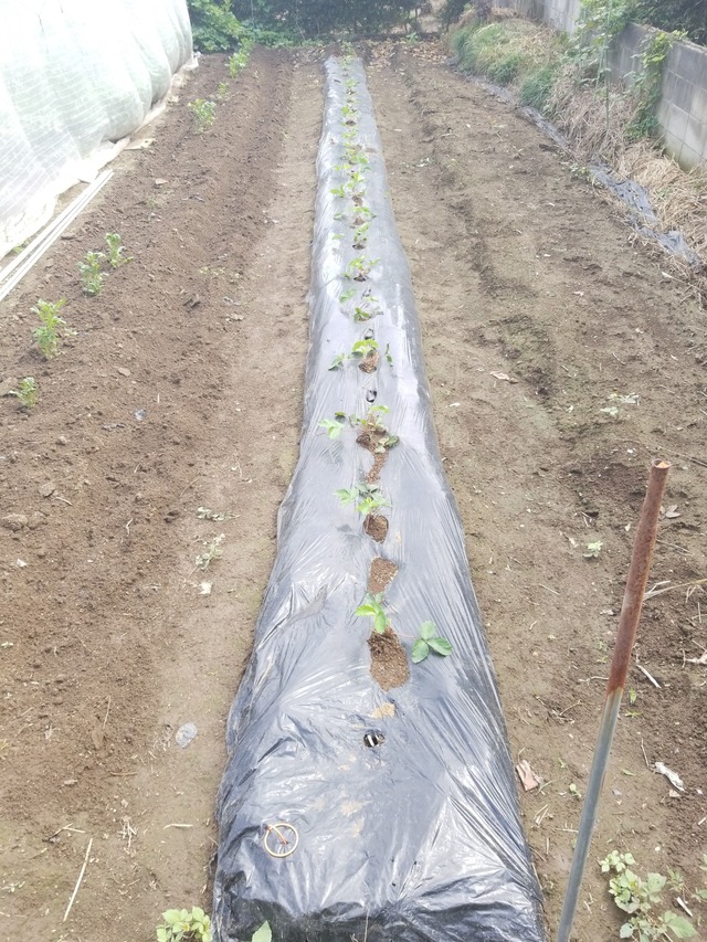 IMG_20231002_110333_copy_1512x2016