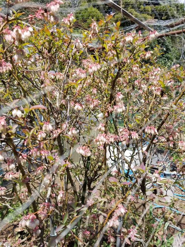 20240413_111052_copy_2268x3024