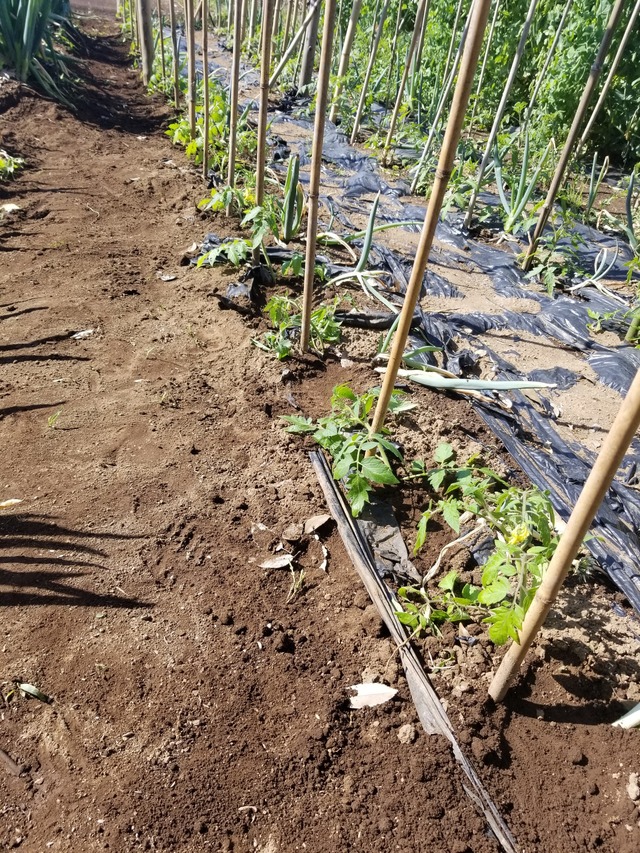 20230510_082231_copy_1512x2016