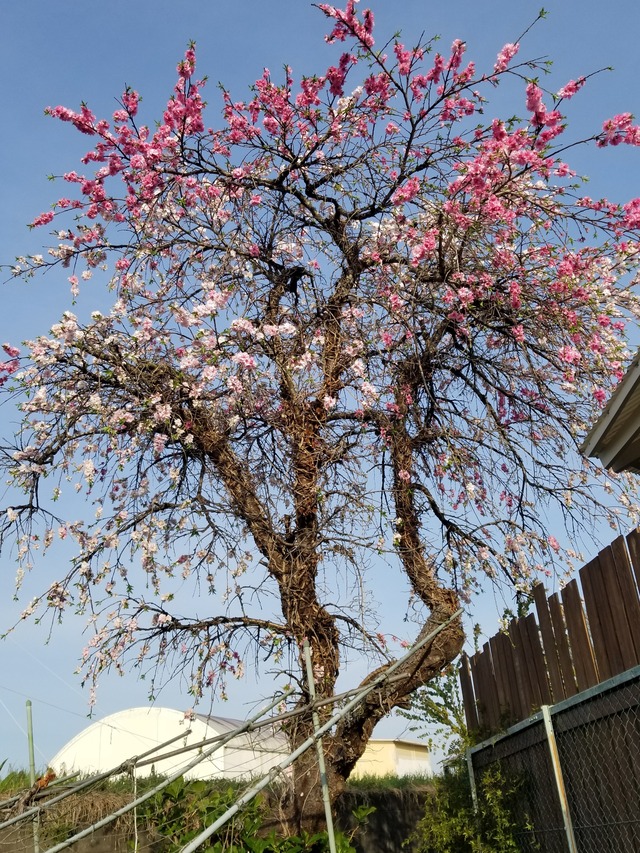 20240411_063241_copy_2268x3024