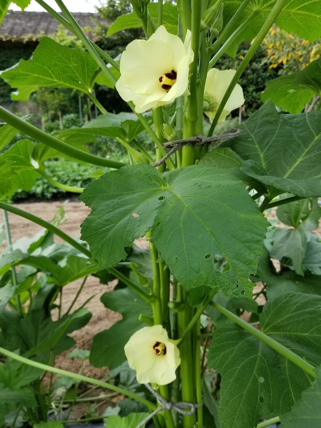 20210729_073901_copy_2268x3024