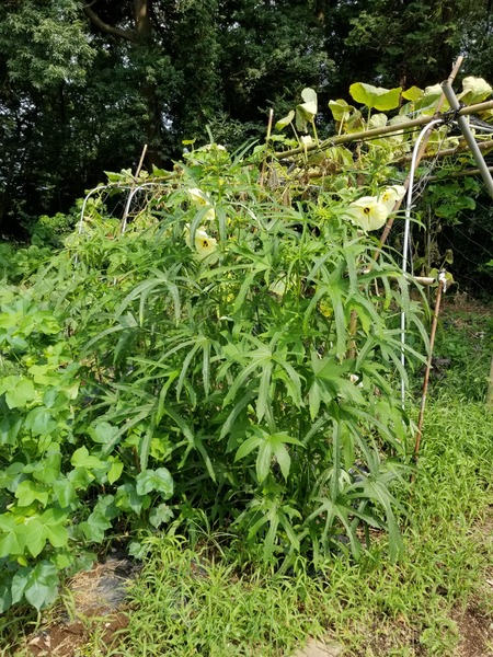 20190729_091337-1620x2160