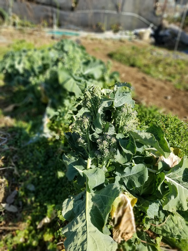 20210206_094457_copy_3024x4032