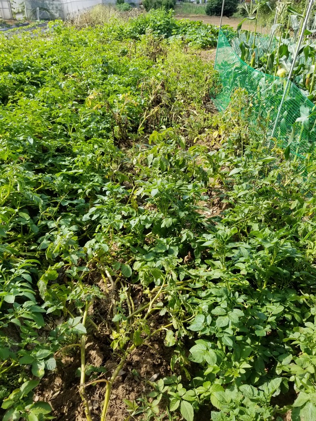 20210611_082021_copy_2268x3024