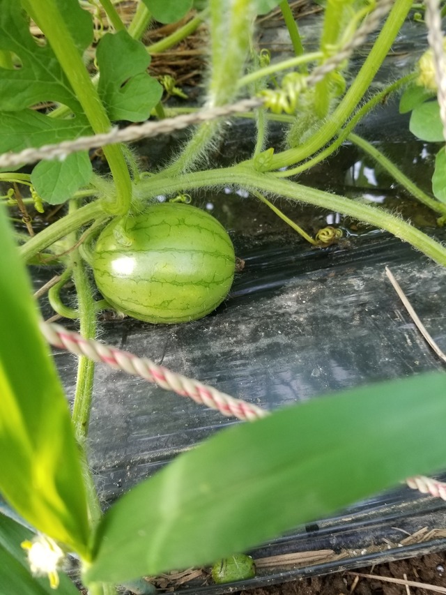 20210617_071411_copy_2268x3024