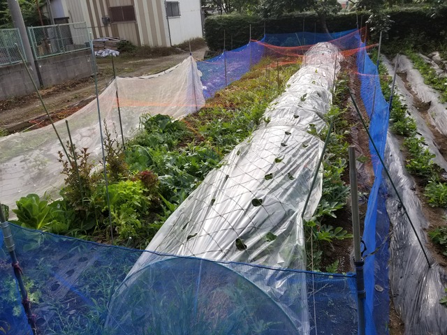 先日晴れた日に受粉させたスイカのその後 のじさんの徒然草