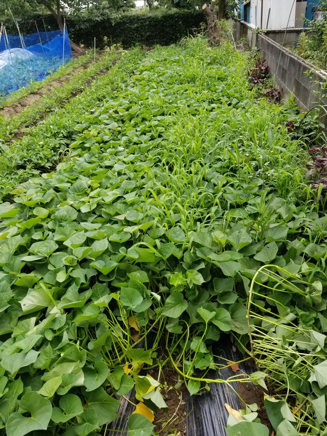20200703_105104_copy_2268x3024
